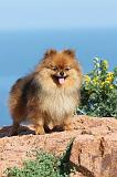 SPITZ ALLEMAND 353